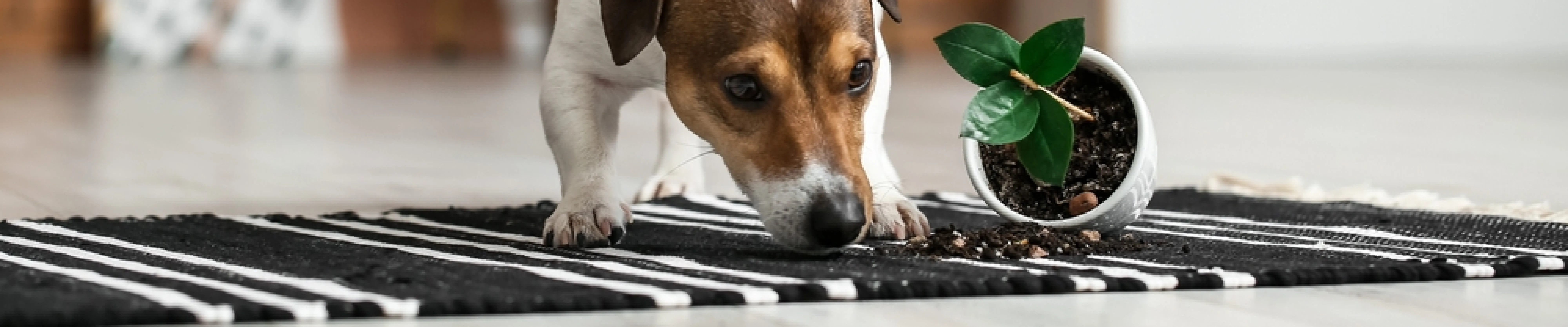 carpet cleaning in bronx, carpet cleaning in bronx, carpet cleaning bronx, carpet cleaners in bronx, carpet cleaners in bronx, commercial carpet cleaning, commercial carpet cleaning in bronx, bronx rug cleaners, rug cleaning services in bronx, same day carpet cleaning, same day rug cleaning